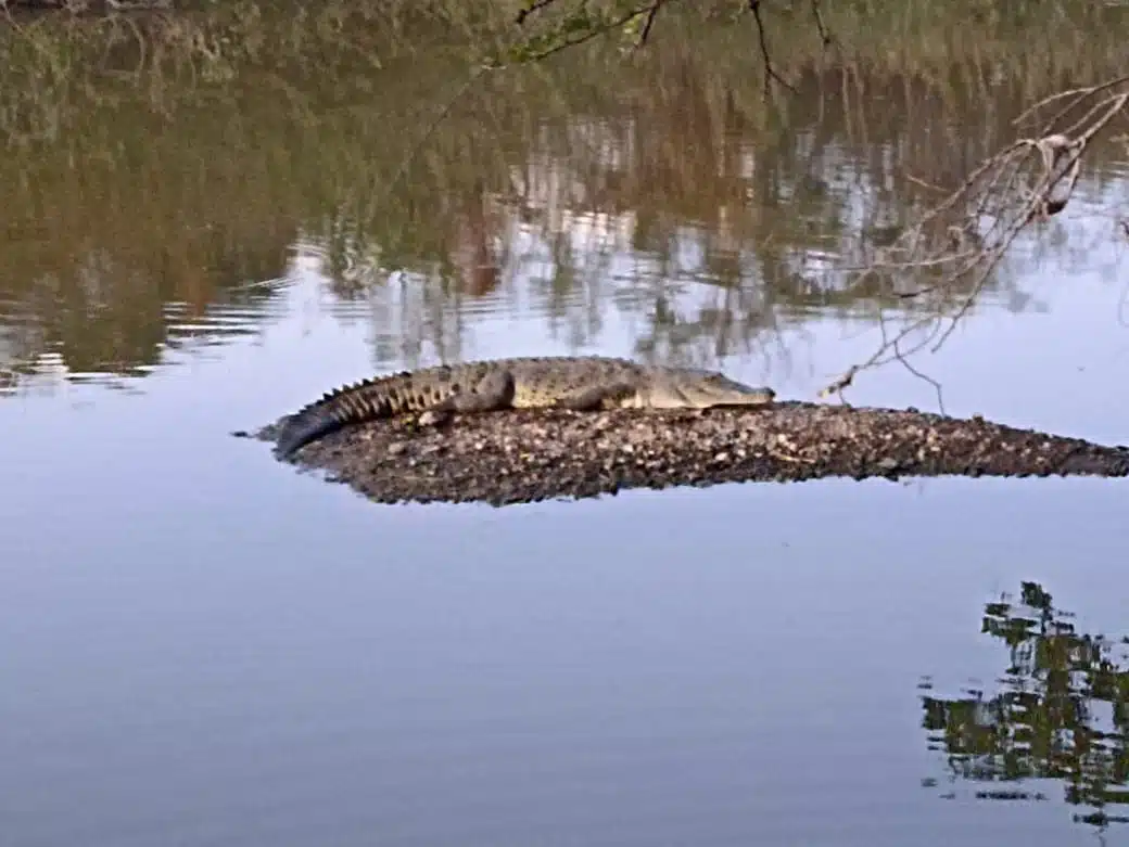 Captan a un cocodrilo al amanecer en el río Culiacán