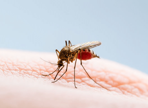 Es impactante la cantidad de casos de dengue en Guasave