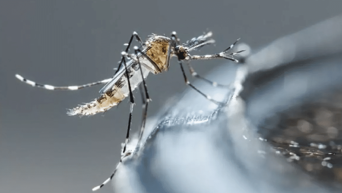 Mosquito transmisor del dengue