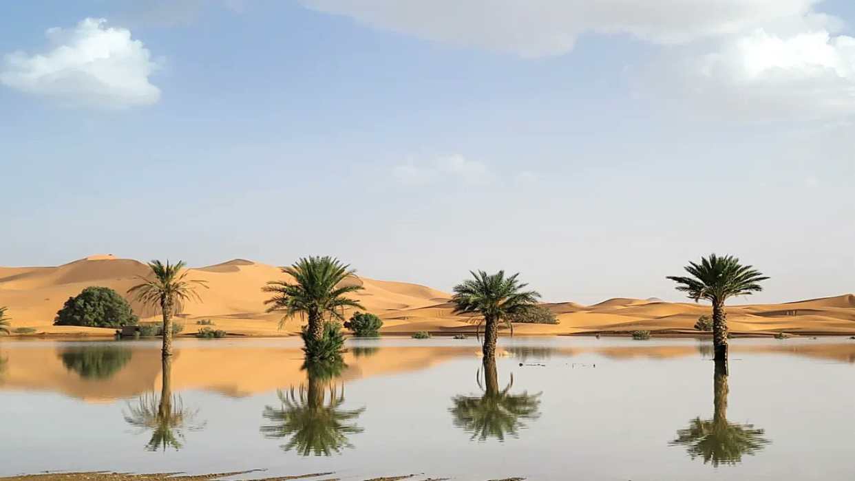 Palmeras inundadas tras fuertes lluvias en el desierto del Sahara