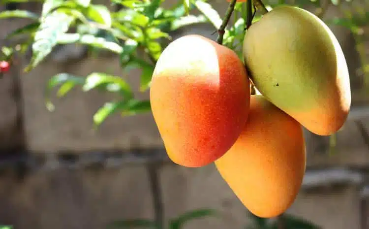 Escasez de agua en Escuinapa afectará cultivo de mango