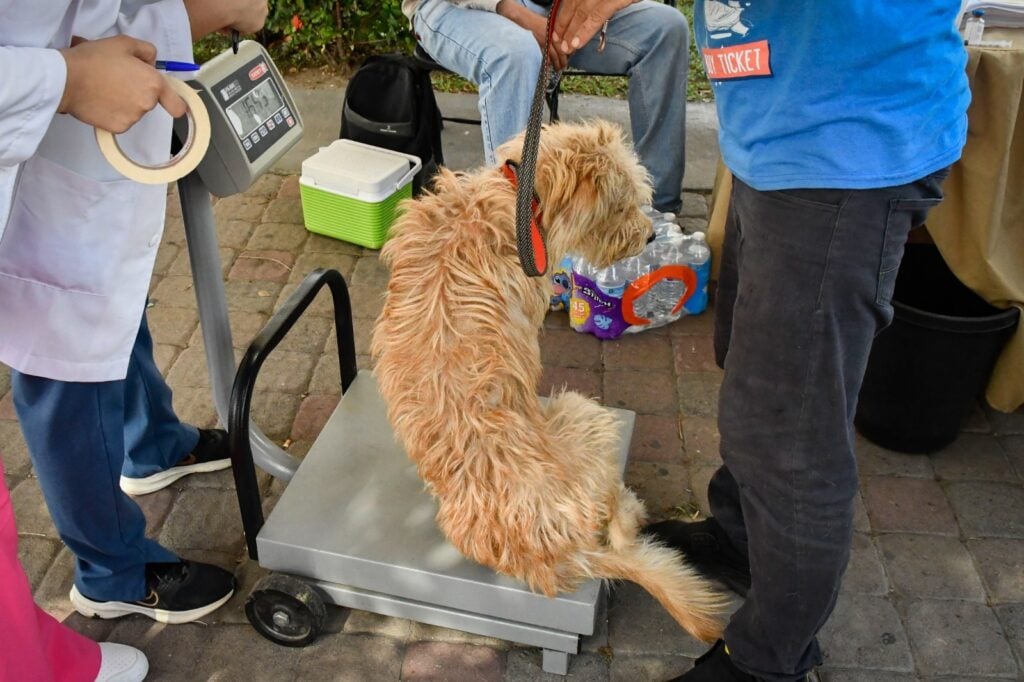 Perro siendo atendido por los especialistas previo a su esterilización.