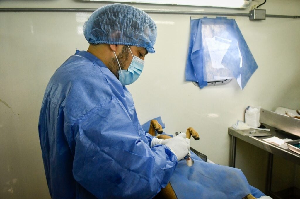 Médico veterinario realizando una operación.