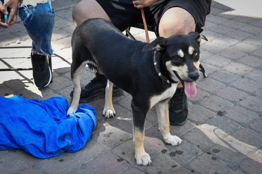 Perro de tamaño grande llegando a la esterilización.