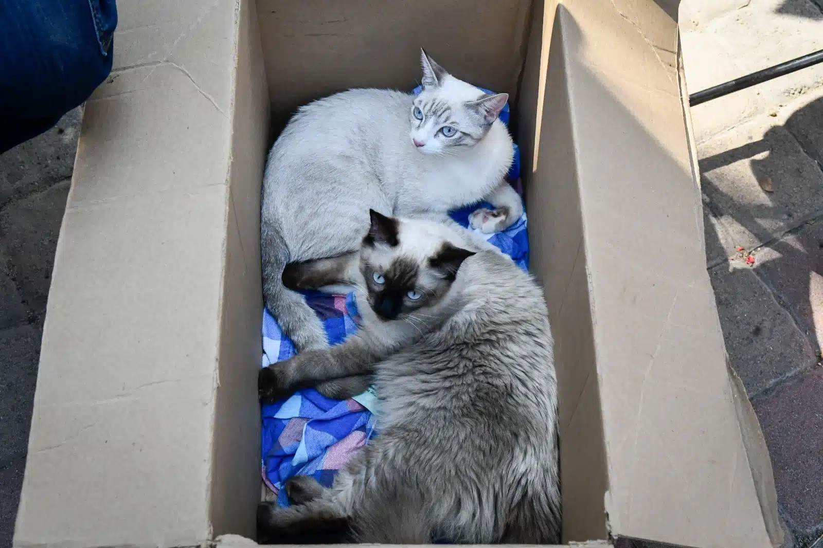 Gatos al interior de una caja de cartón siendo llevados para su esterilización.