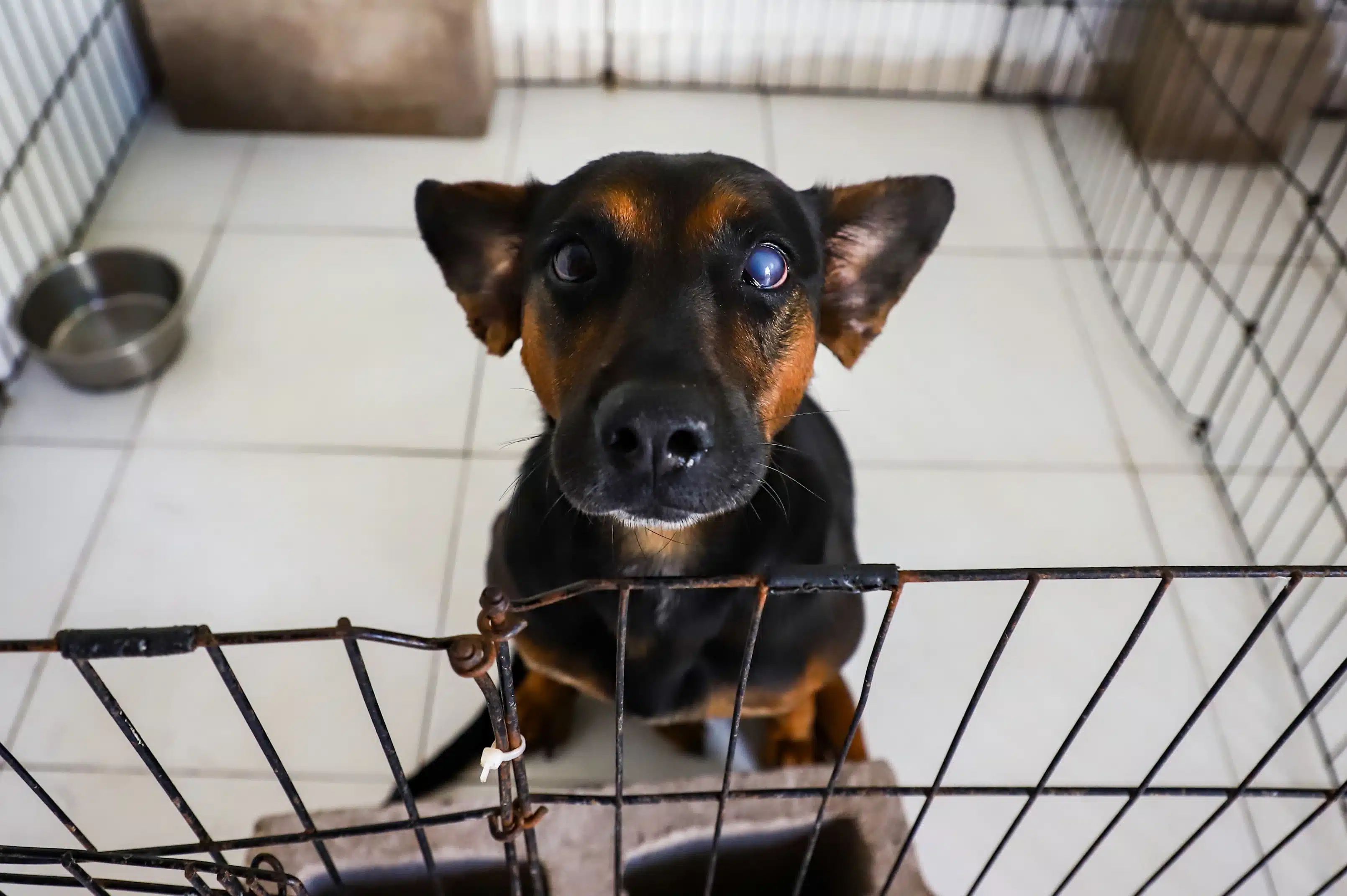 Perrito resguardado por fundación Laika.