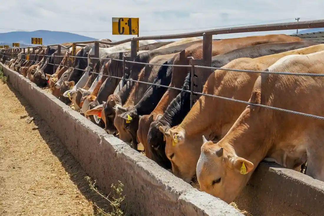 Ganado alimentándose