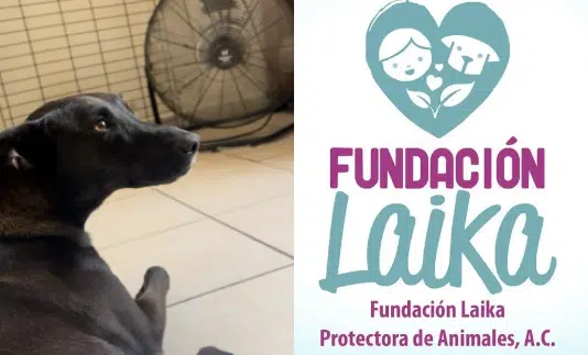 ¡Los perritos de Laika buscan padrinos! La fundación necesita más de 40 mil pesos para pagar la luz