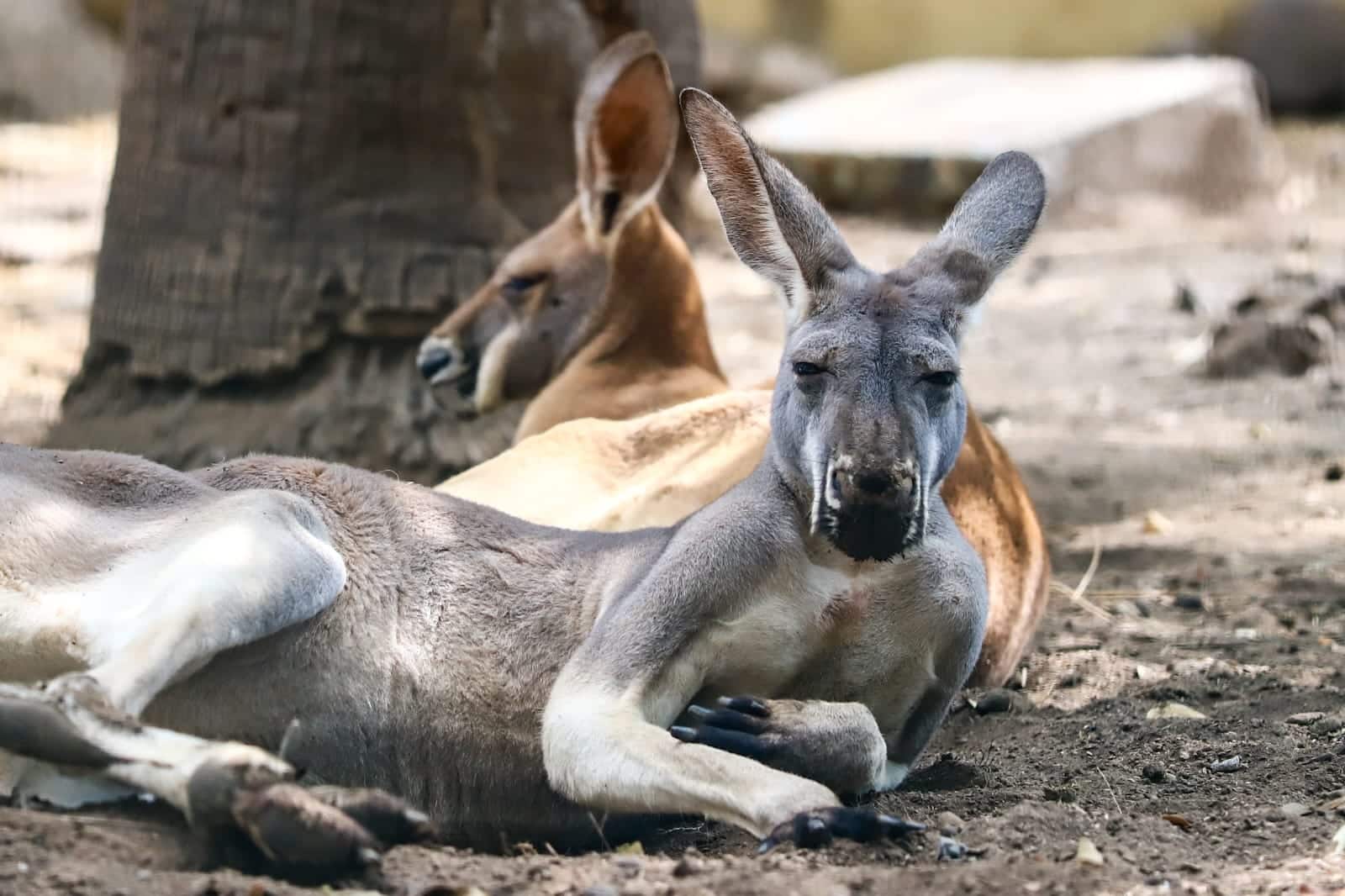 Llegan nuevas especies al Zoológico de Culiacán