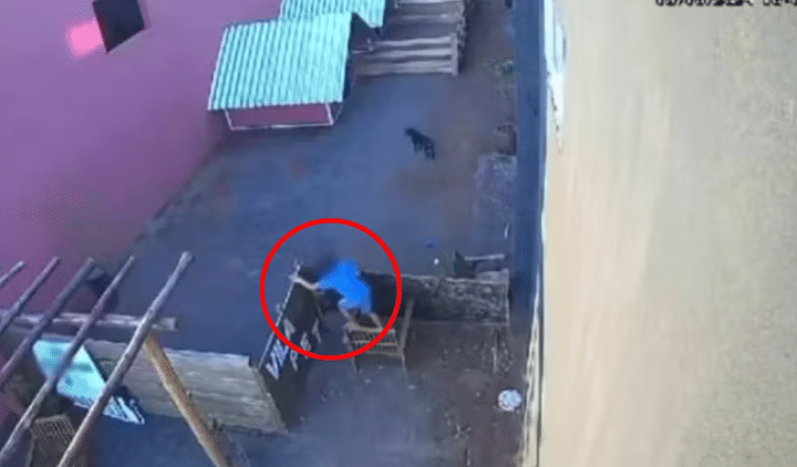 ¡Conmoción! Niño de 9 años irrumpe en veterinaria y asesina a 23 animales en Brasil