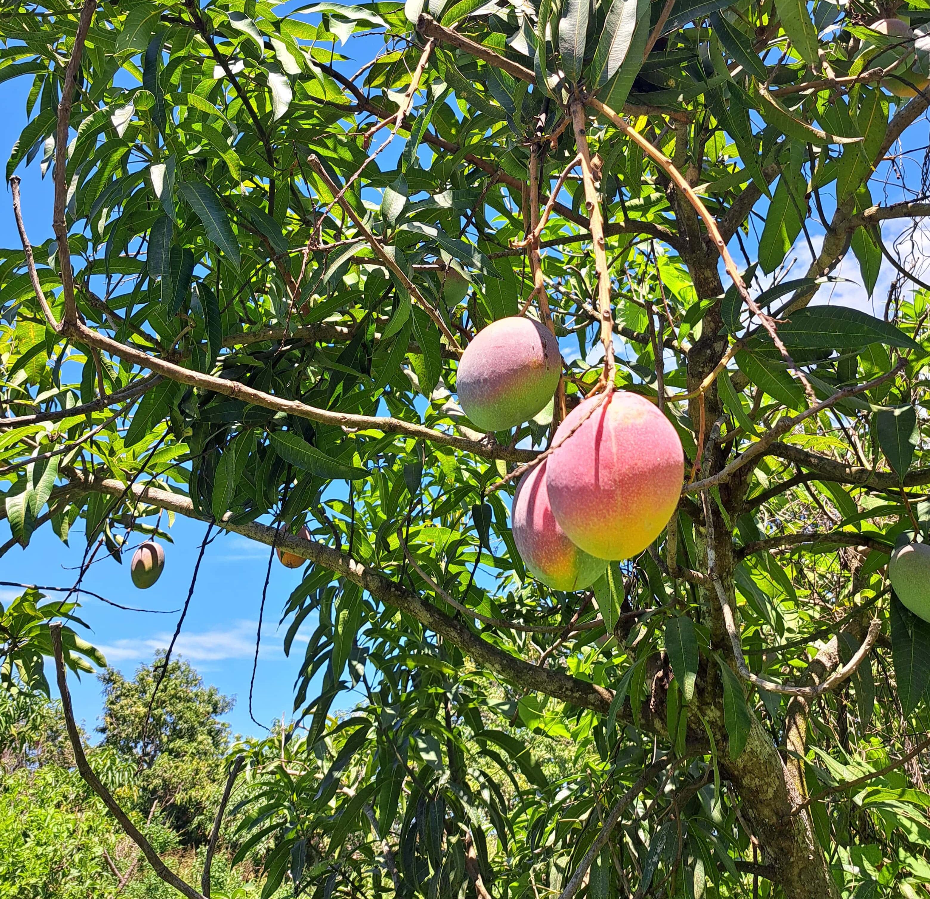 Planta de mangos.