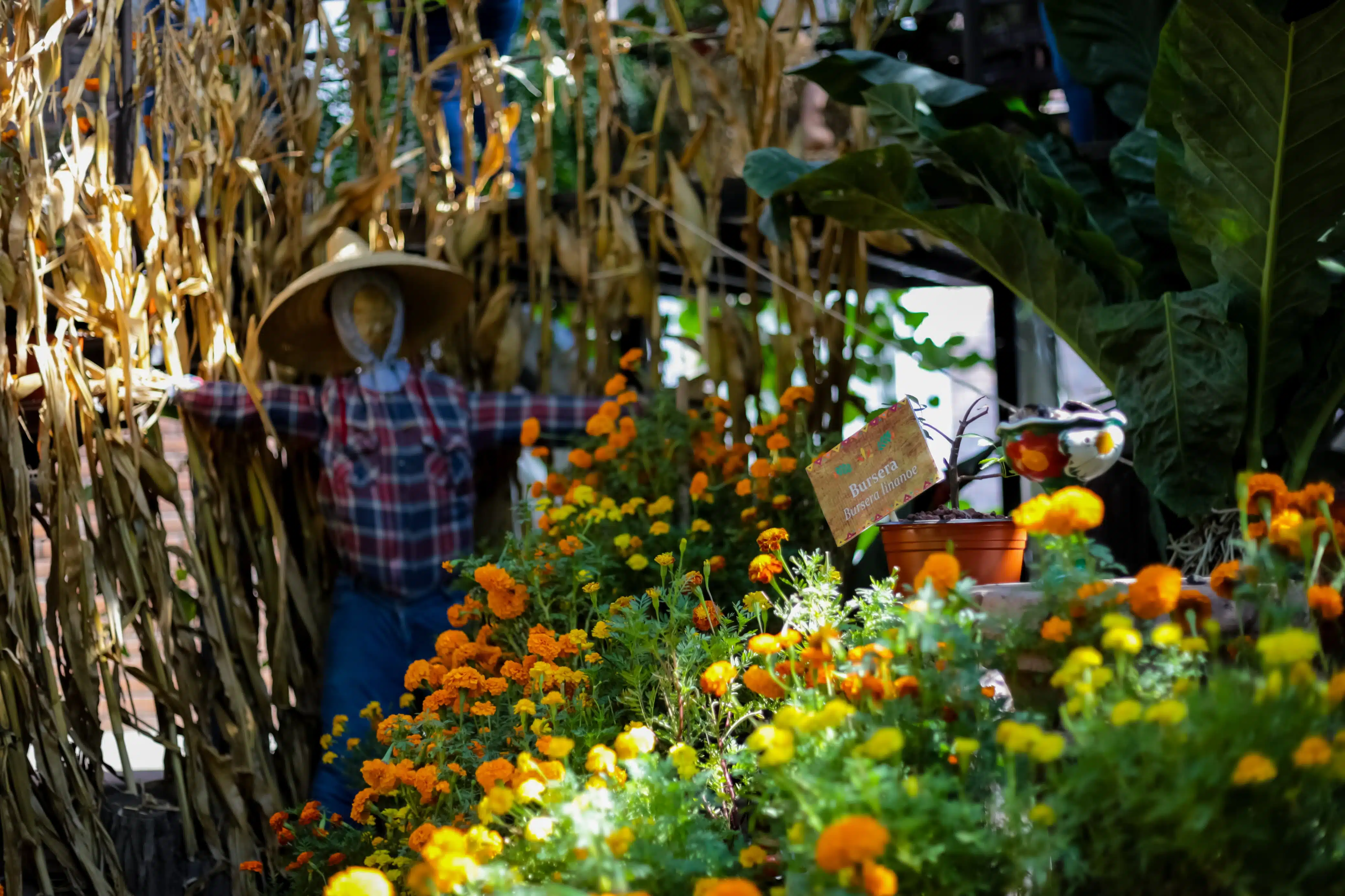 Plantario del Parque Sinaloa en Los Mochis