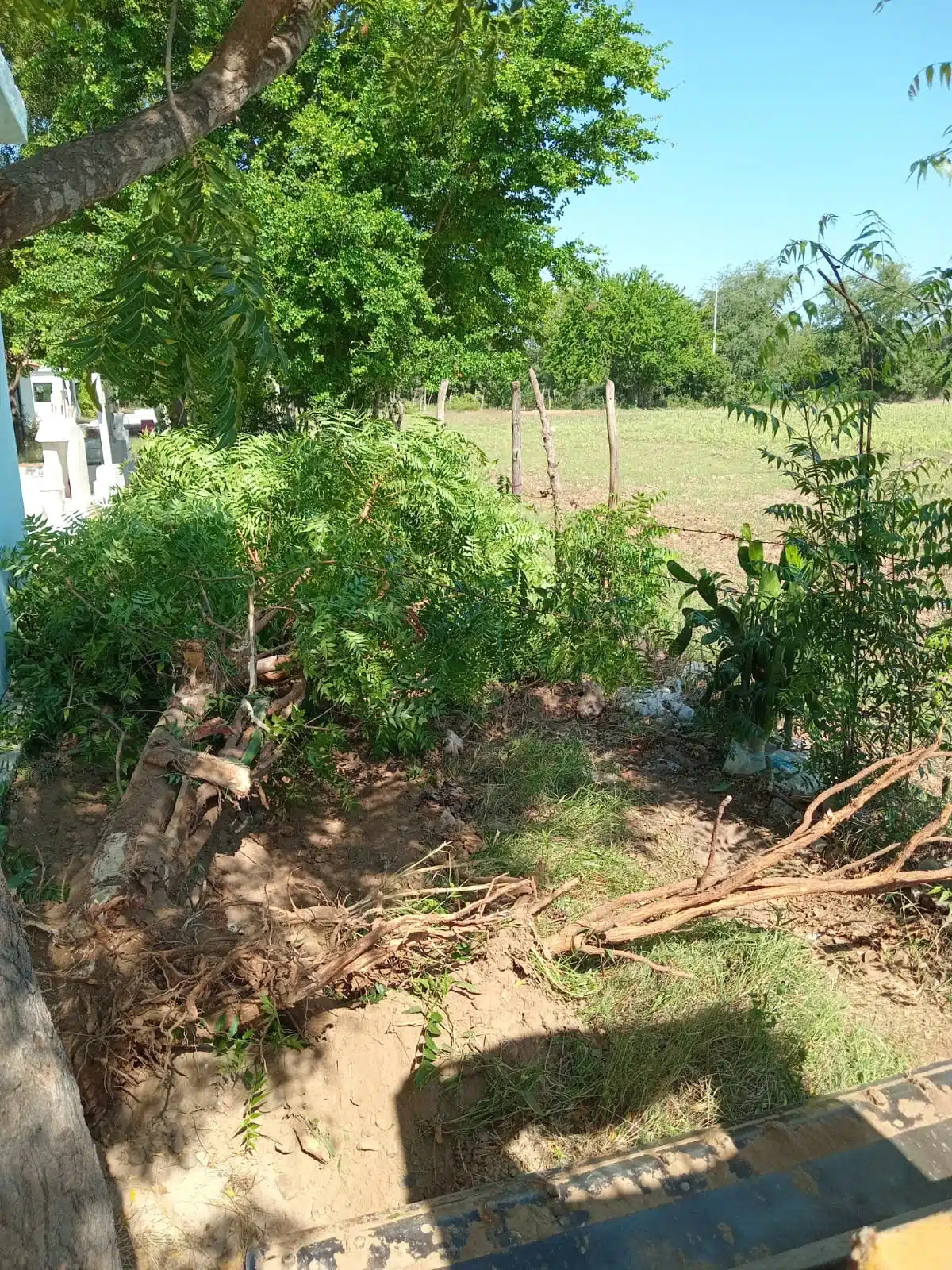 Limpieza de panteones por parte del área de Parques y Jardines del Ayuntamiento de Guasave.