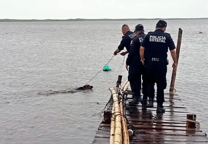 ¡Héroes! Rescatan a perrito que había sido atado a un muelle en Yucatán durante el huracán Milton