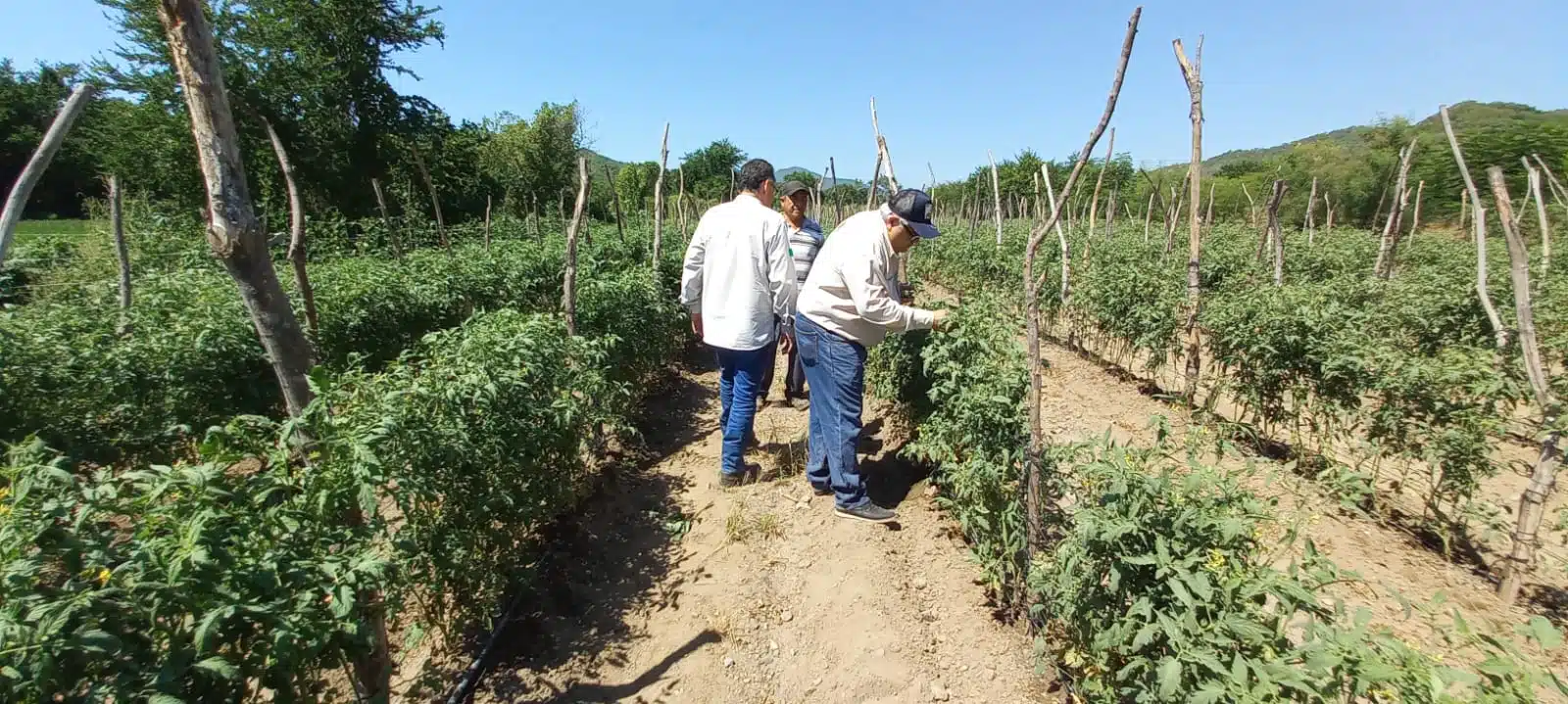 Por falta de humedad a cachauate prevén bajo rendimiento