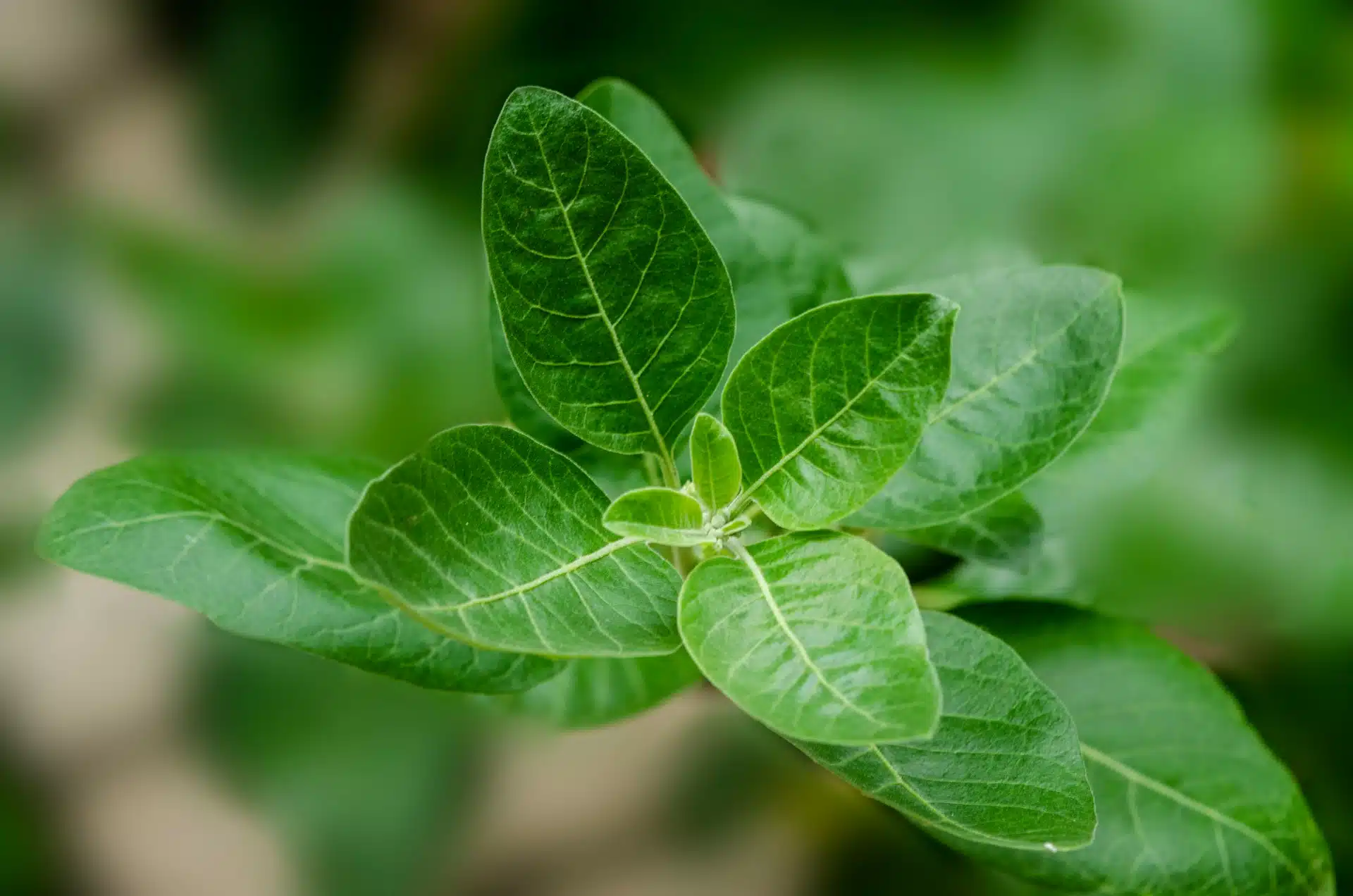 Qué es la ashwagandha y cuáles son sus usos y beneficios