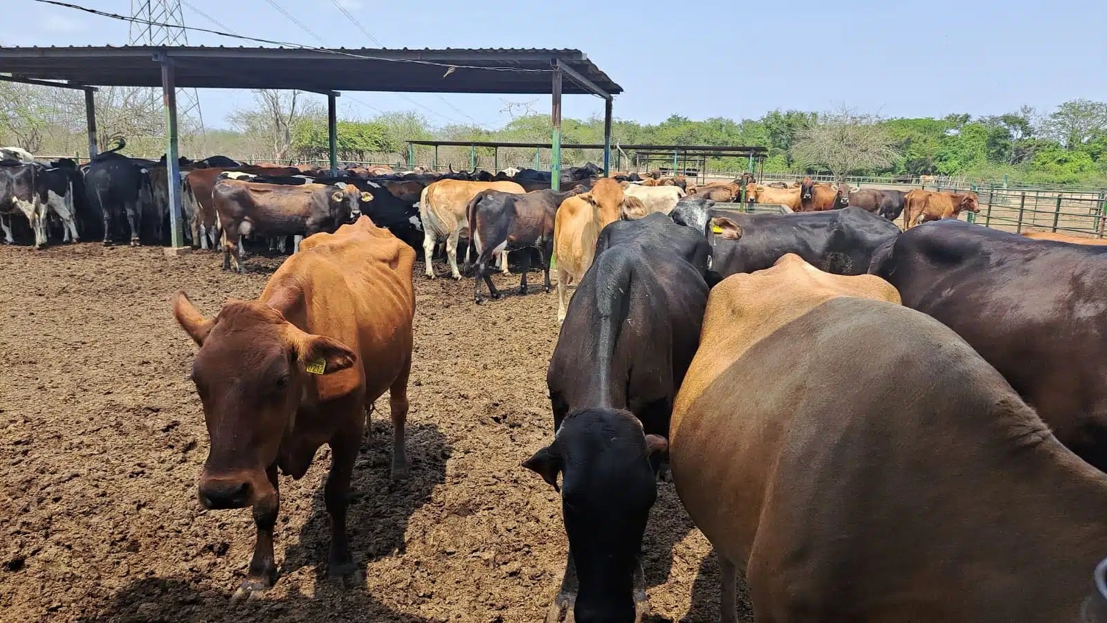 Regresan acarreos agua y pastura sequía sierra Choix