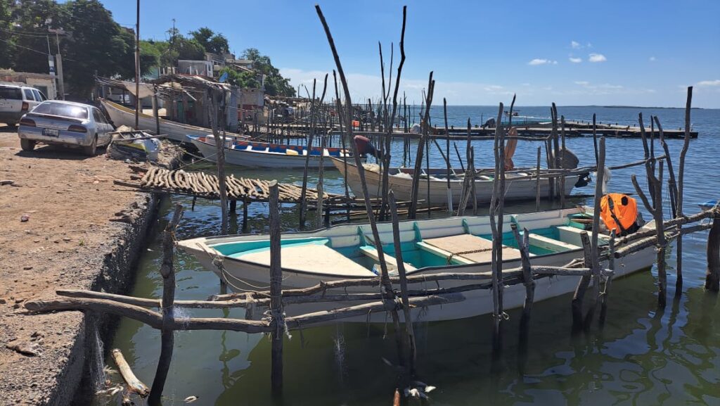 Repunte en la captura de jaiba trae alivio a pescadores tras crisis por bajas de camarón en Guasave