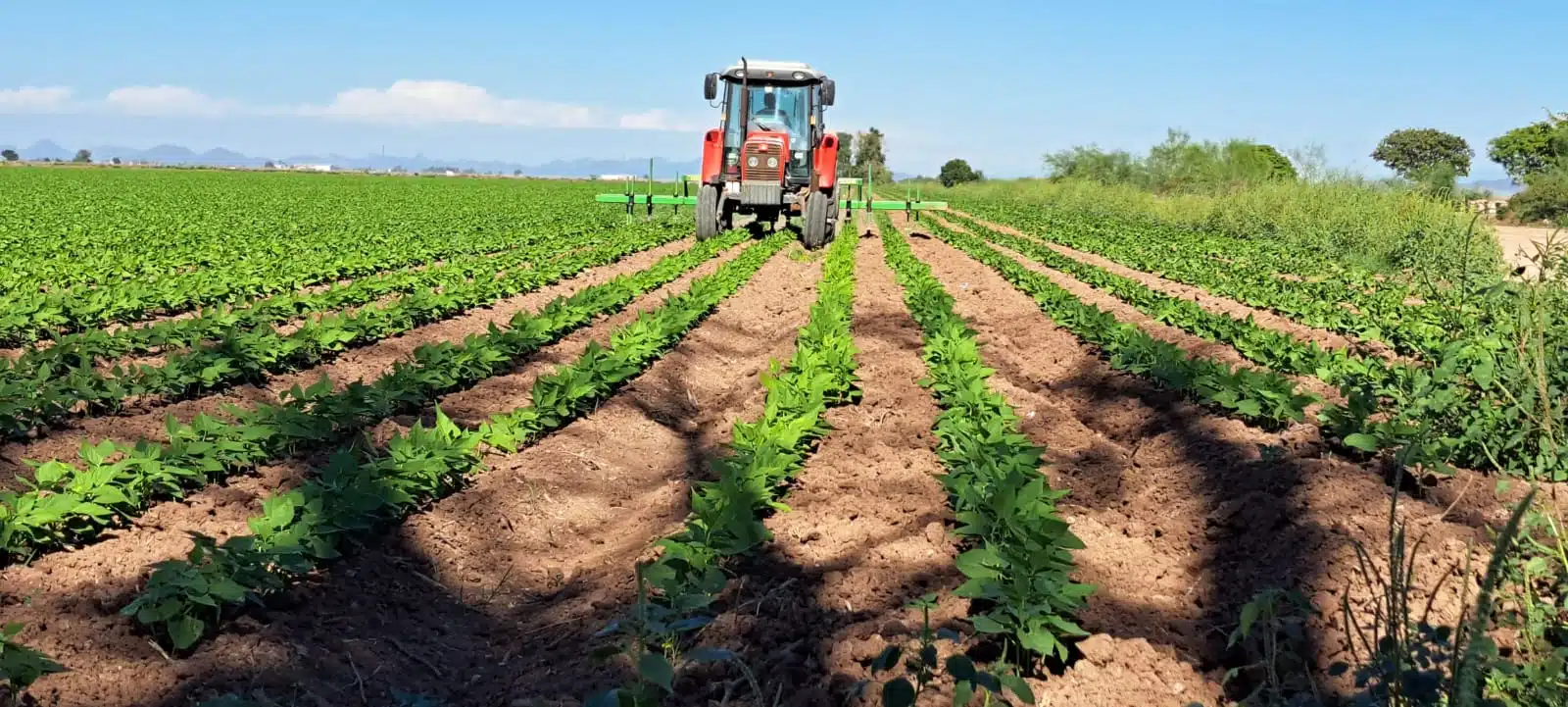 Campo agrícola en Sinaloa.