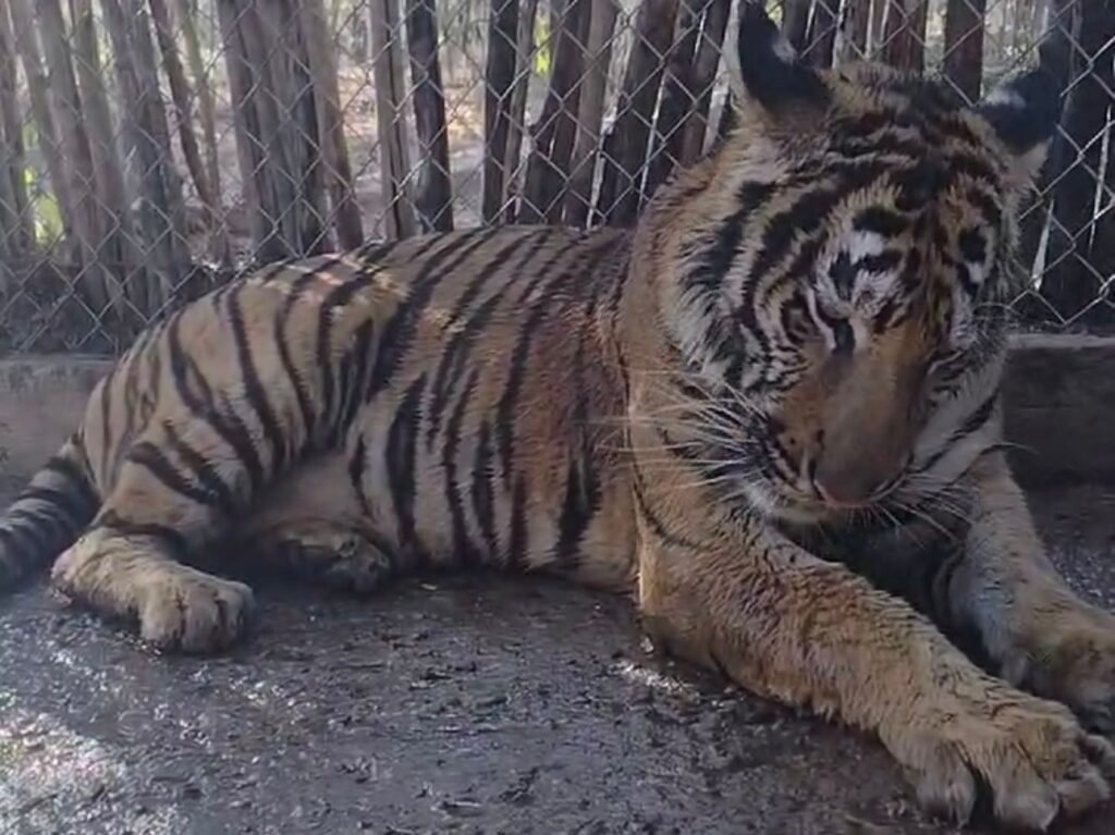 Tigresa rescatada en San Lorenzo se ha recuperado favorablemente en el Santuario Ostok 