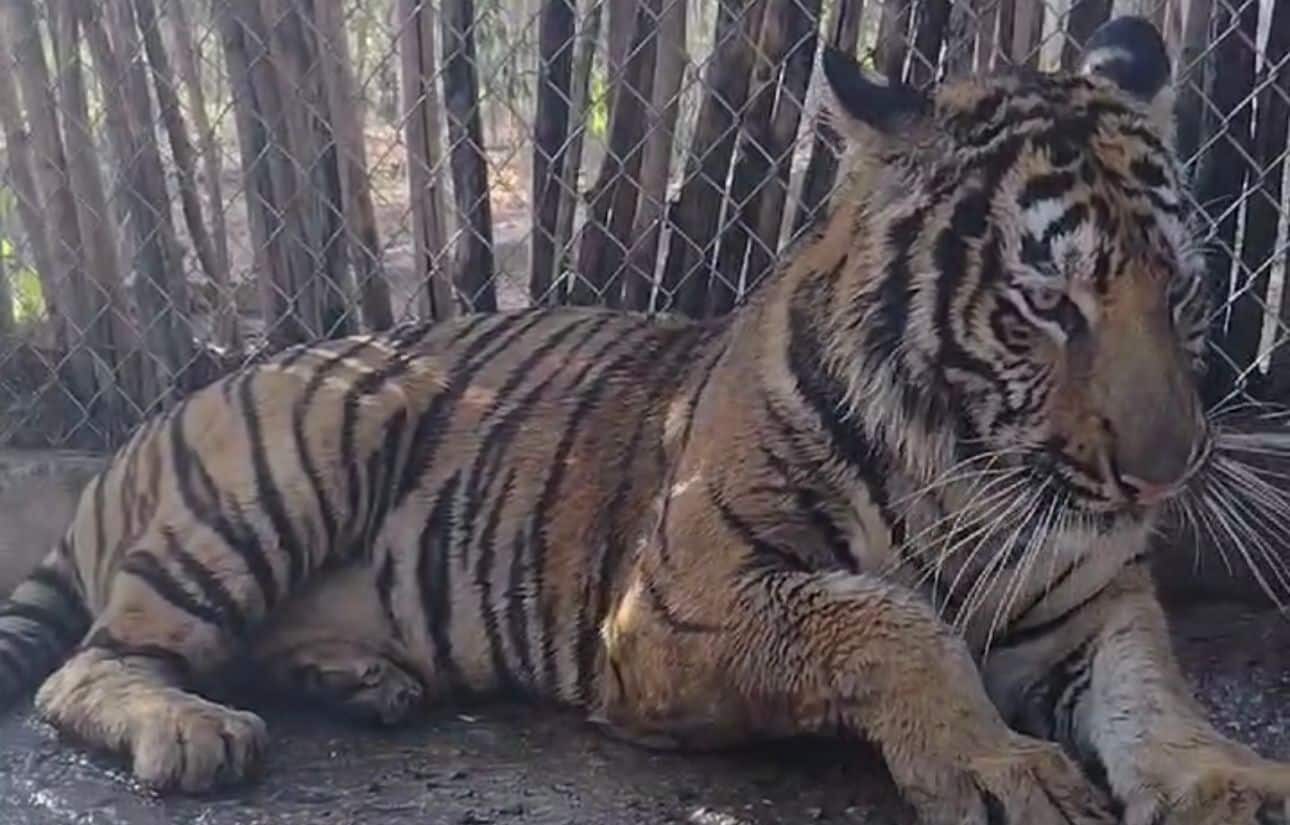 Tigresa rescatada en San Lorenzo se ha recuperado favorablemente en el Santuario Ostok