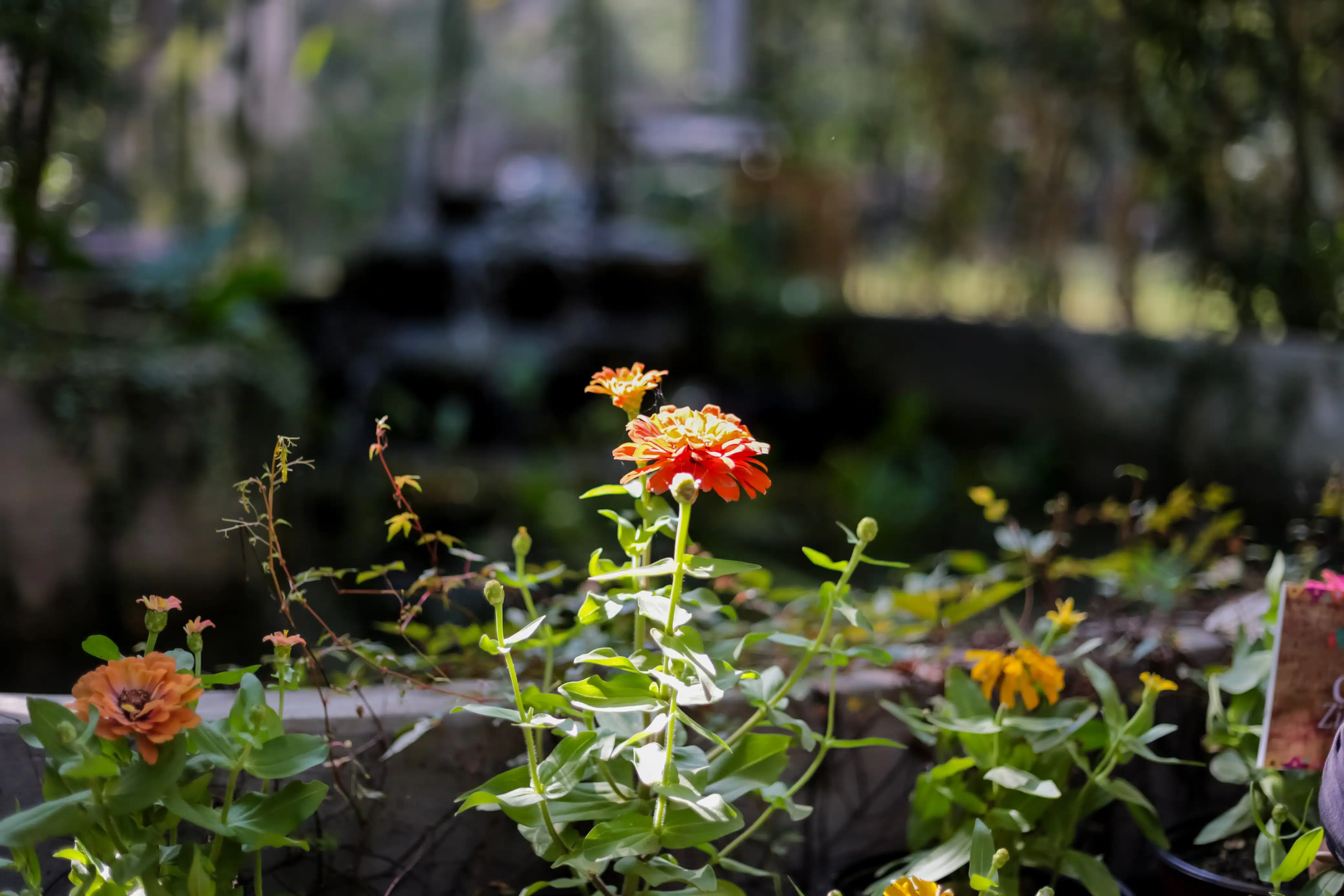 Vive la aventura de la nueva exhibición del plantario del Parque