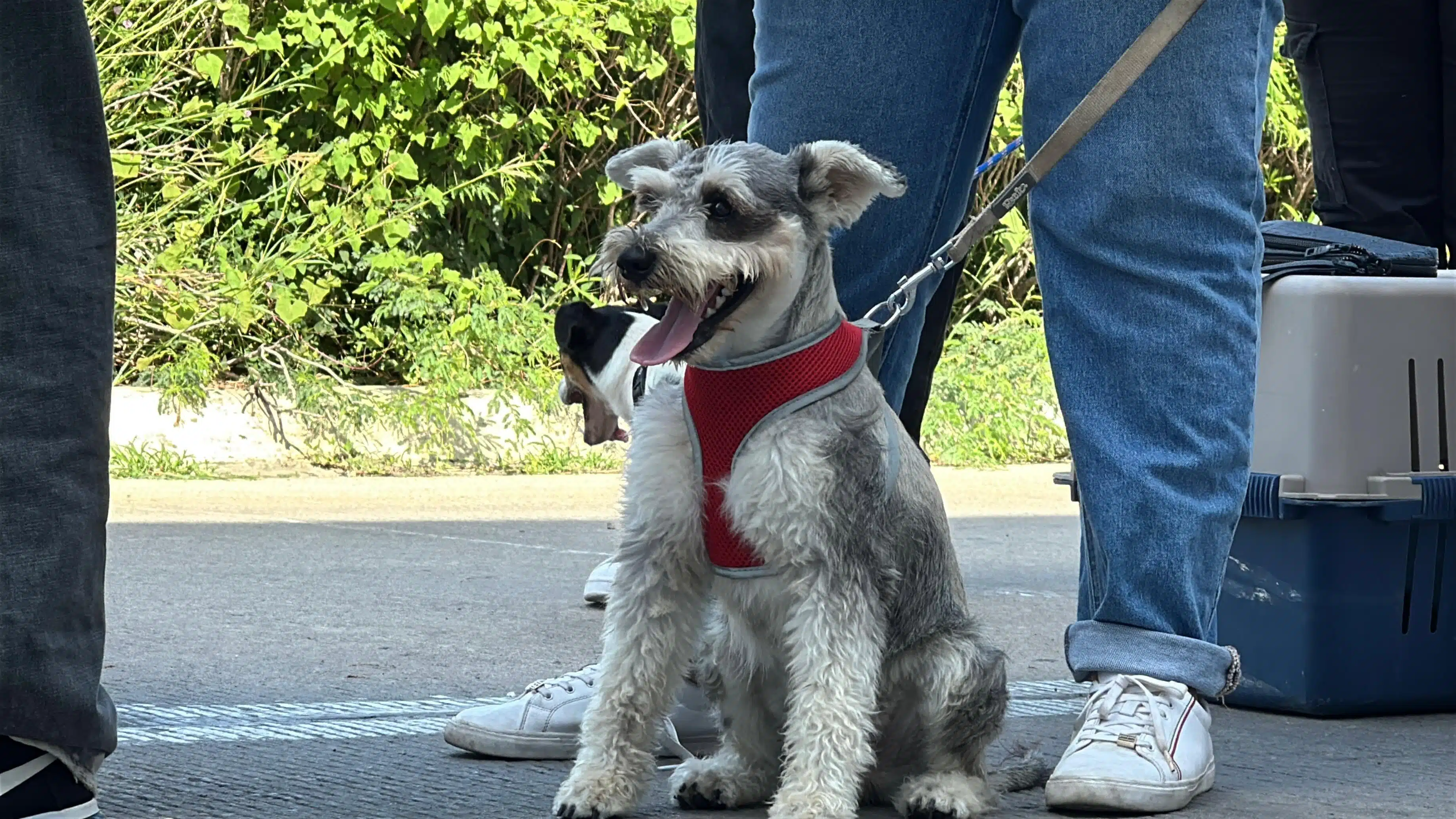 Con este evento de la administración municipal se han realizado más de 6 mil esterilizaciones, destacó la directora de Ecología, Eunice Murúa