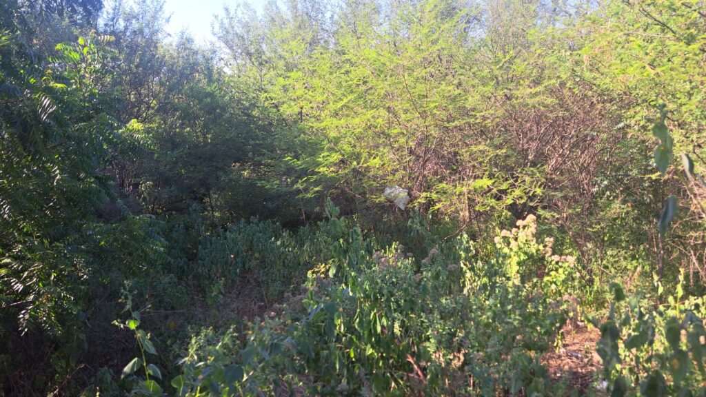 Encuentran osamenta en un taller mecánico de unidades pesadas en El Venadillo, Mazatlán