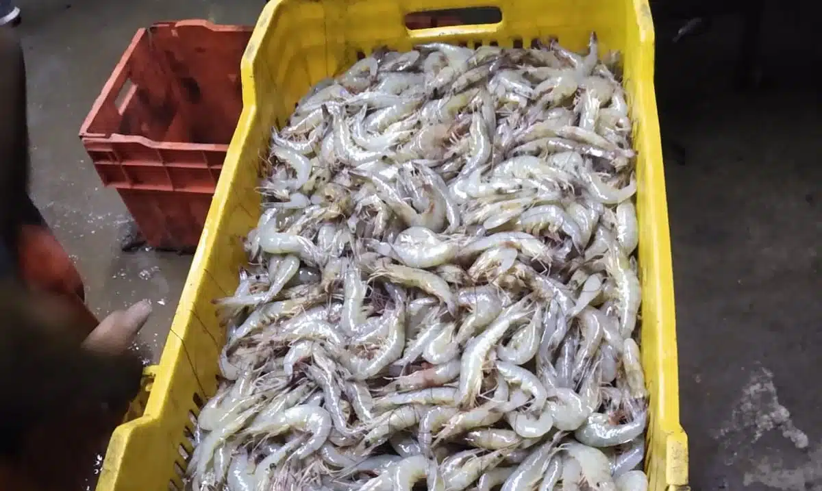 Pesca de camarones tras arranque de temporada