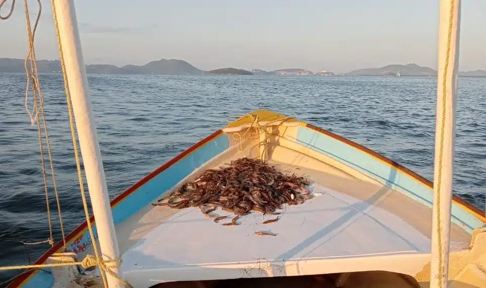 Camarones sobre una panga