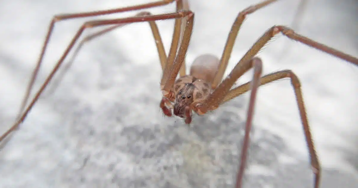 ARAÑA VIOLINISTA PICADURA EL FUERTE