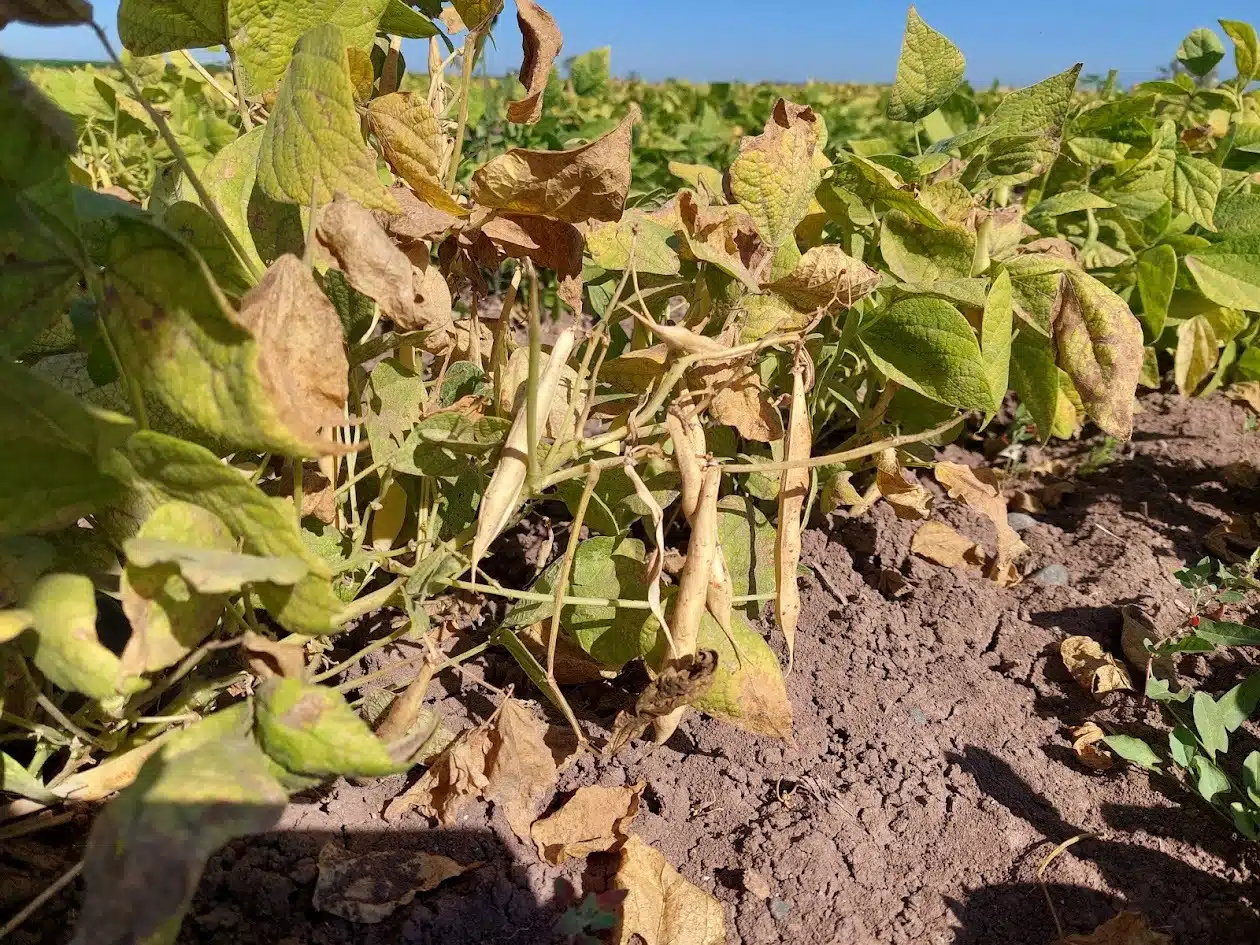 Agricultura en riesgo, Sinaloa podría enfrentar heladas devastadoras