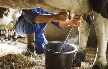 Alerta sanitaria en California por gripe aviar en leche no pasteurizada