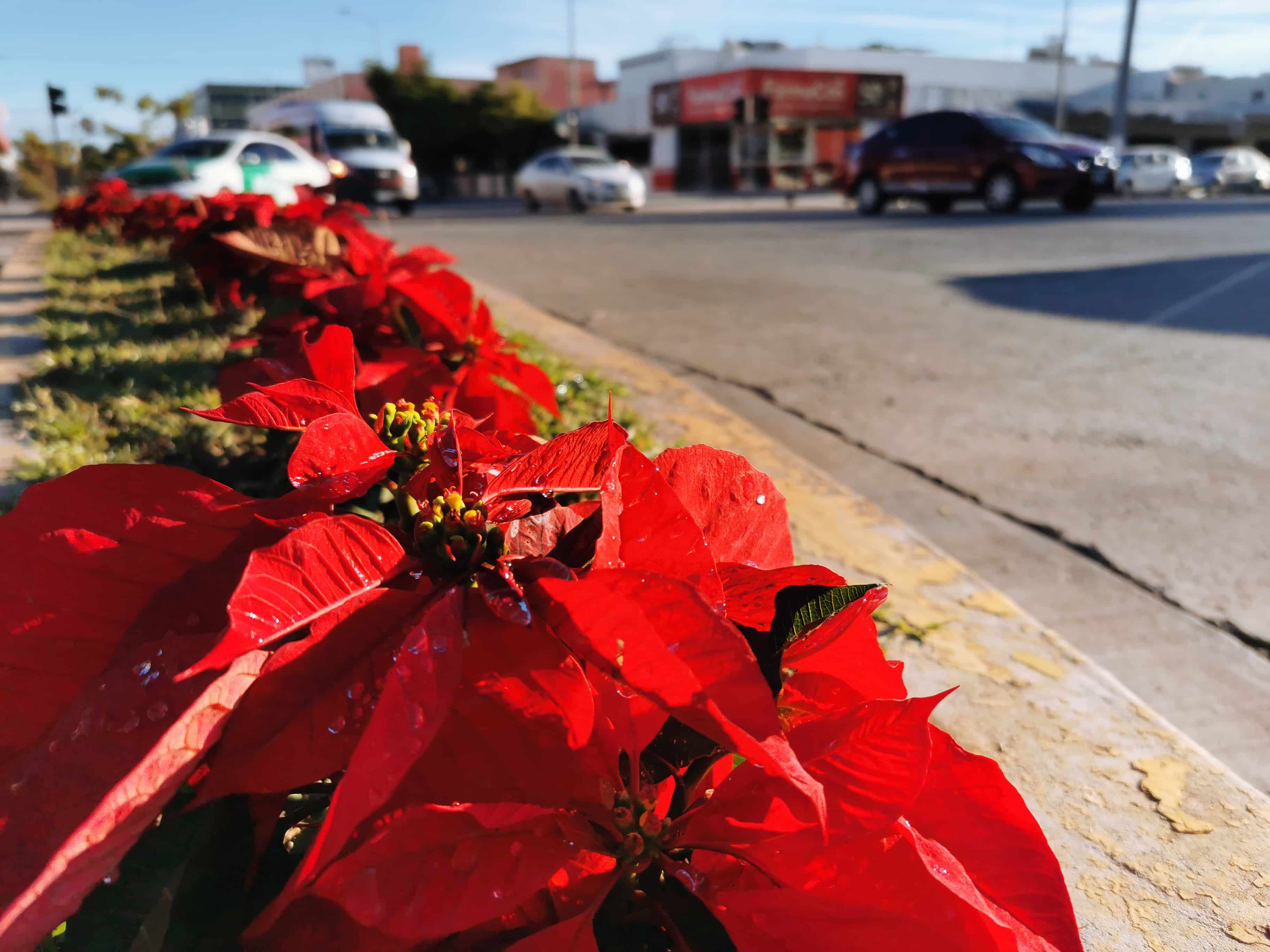 Flor de nochebuena en calle de Los Mochis