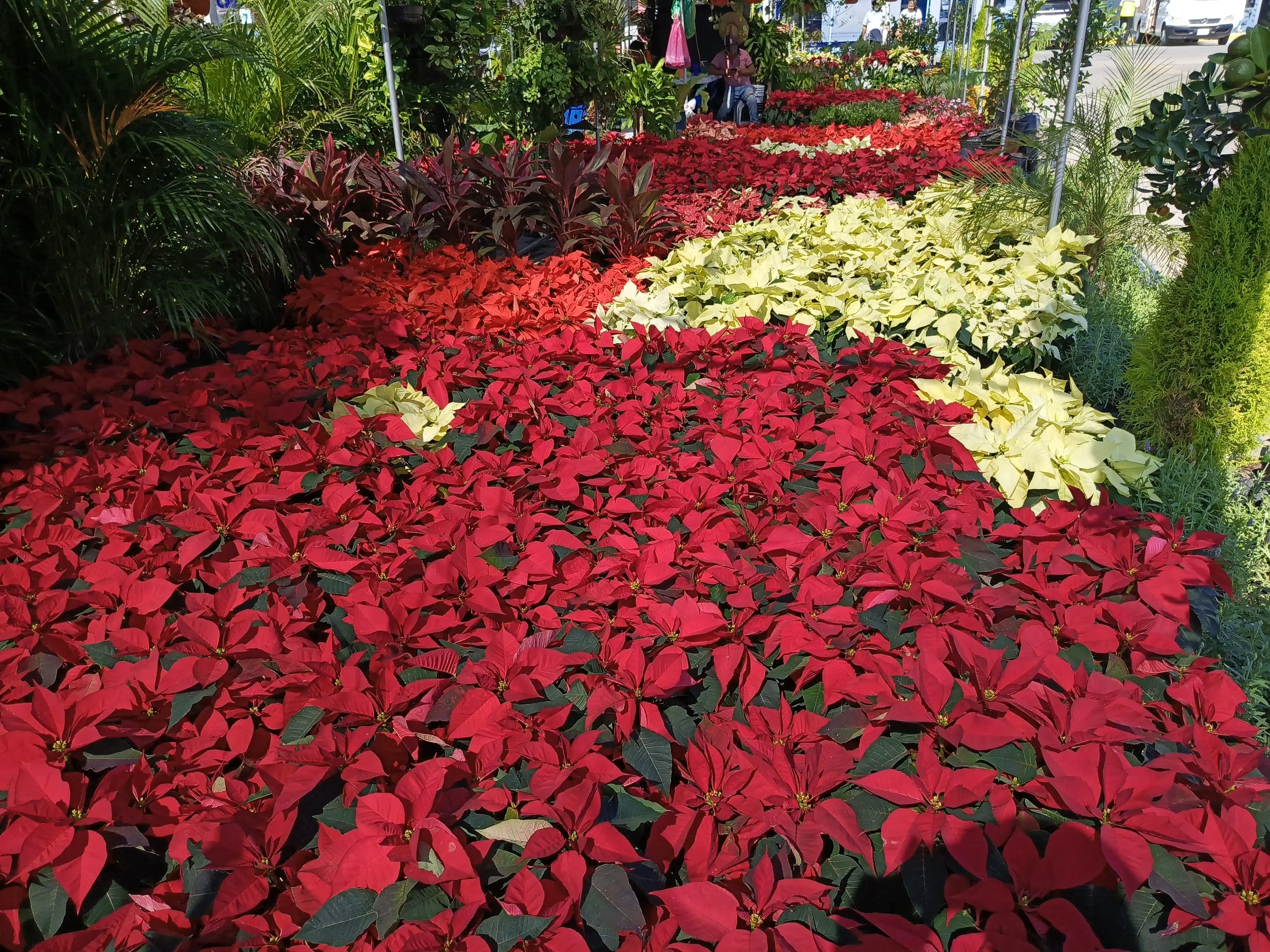 Flor de nochebuena en venta para festejos navideños