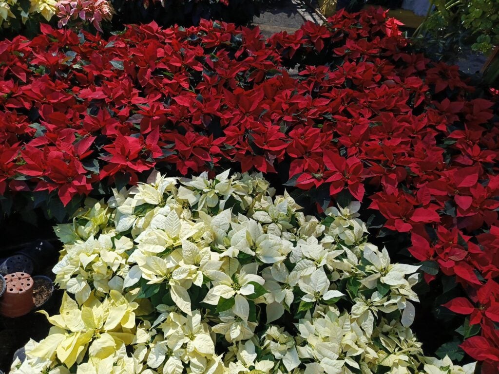 Flores de nochebuena amarilla y roja