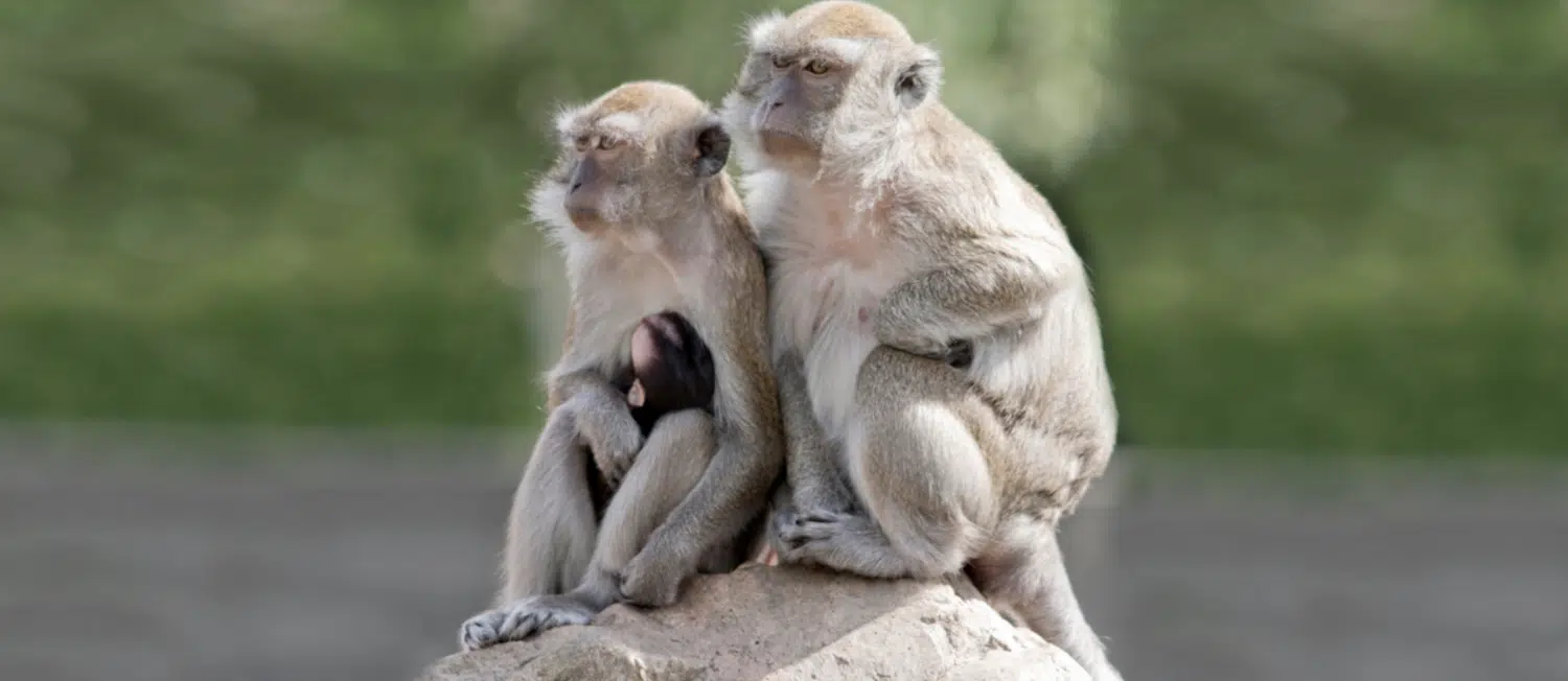 Fuga de 43 monos de un laboratorio en Carolina del Sur genera alarma