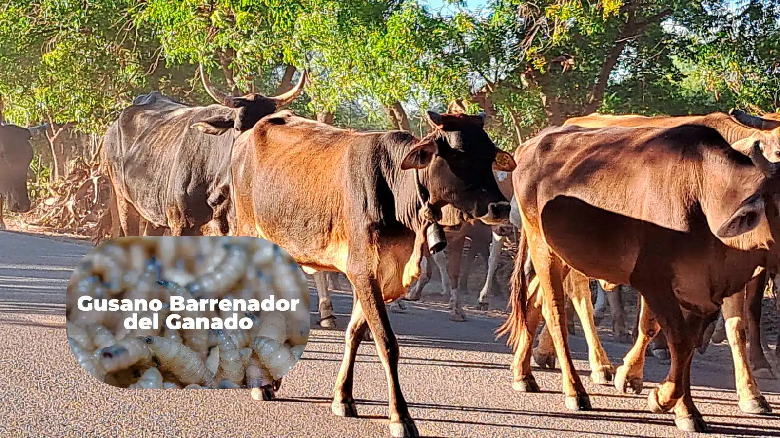 Ganaderos y Gobierno cierran filas para enfrentar plaga gusano barrenador