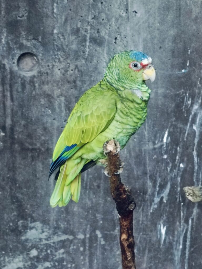 Ave en el Gran Acuario Mazatlán.