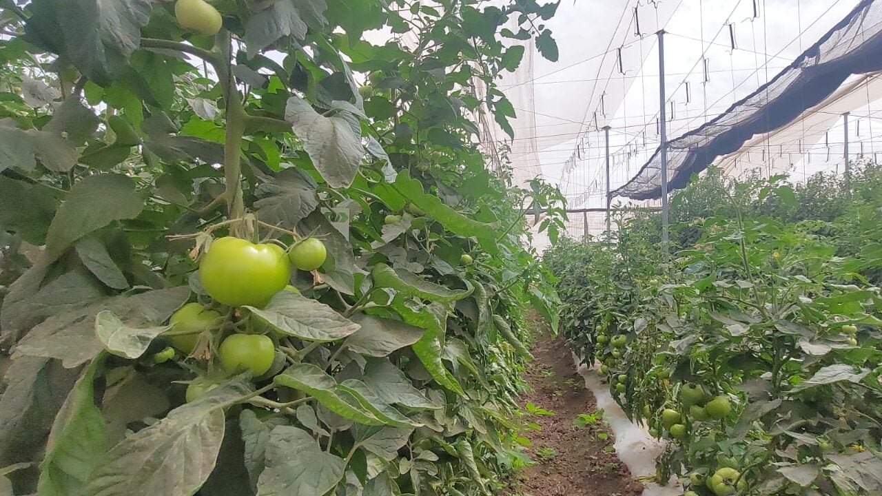 Las bajas temperaturas traen efectos positivos a los cultivos de Rosario