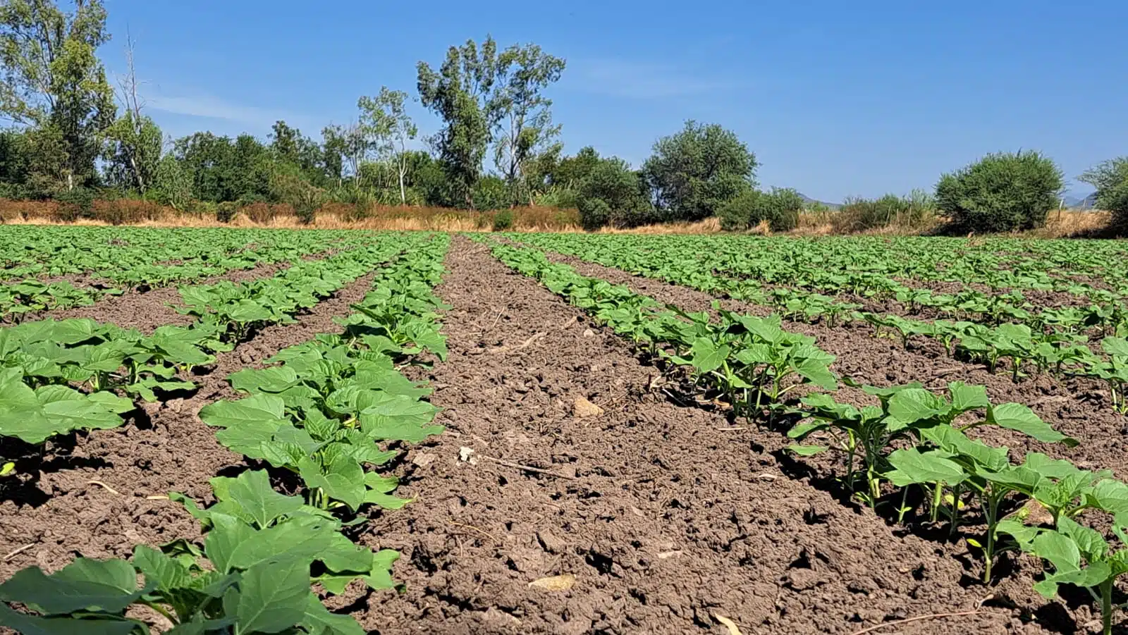 Los girasoles de Mocorito se alistan para recibir a miles de turistas en febrero