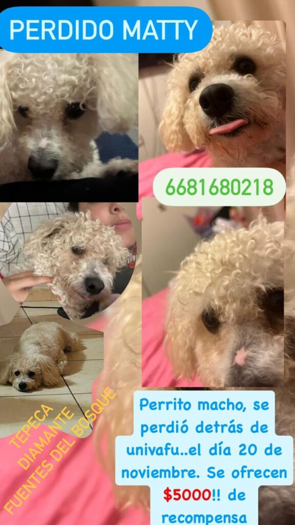 Publicación para localizar a "Matty", el perrito extraviado entre las calles del sector norte de Los Mochis