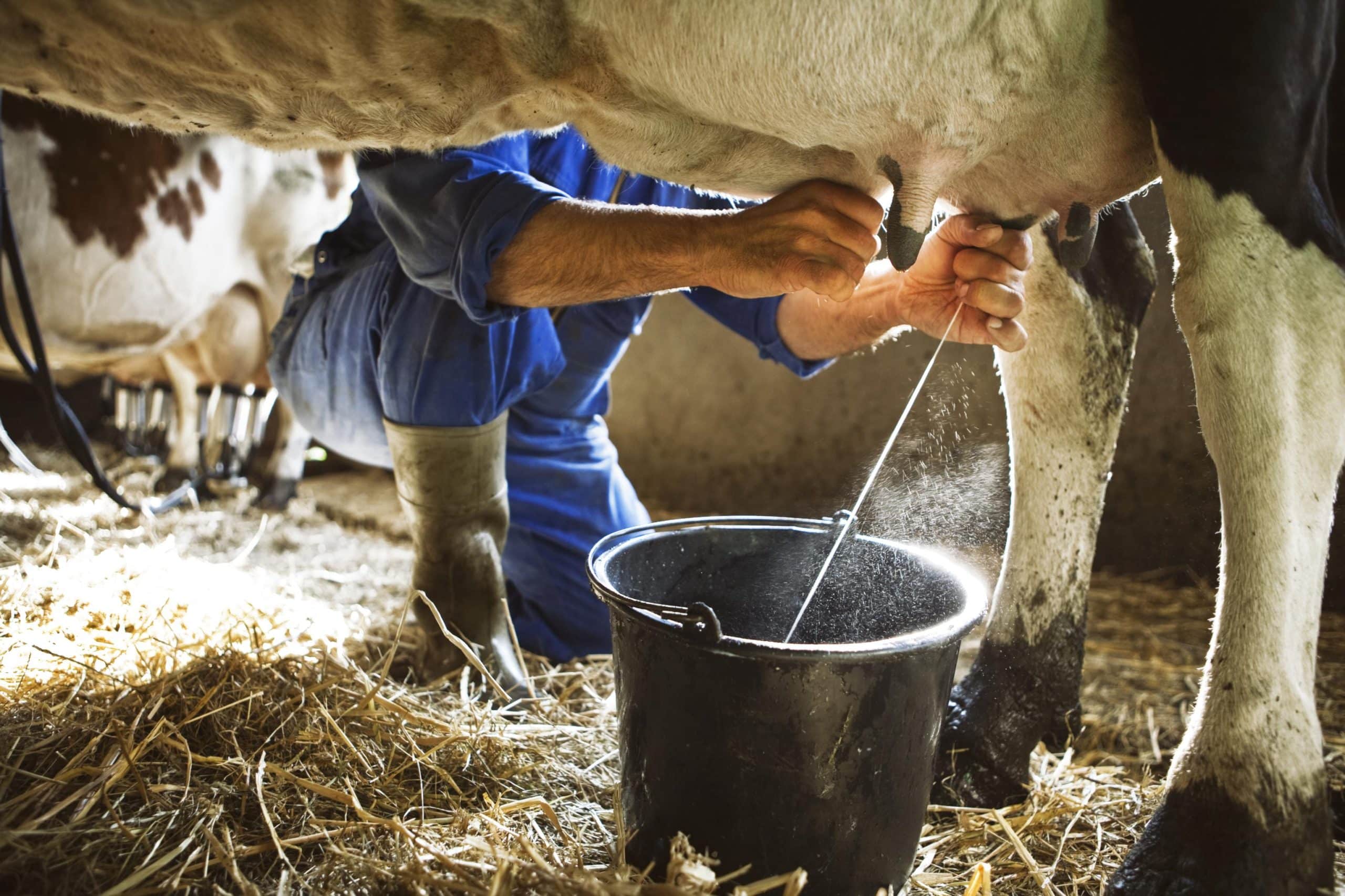 ORDEÑA DE LECHE