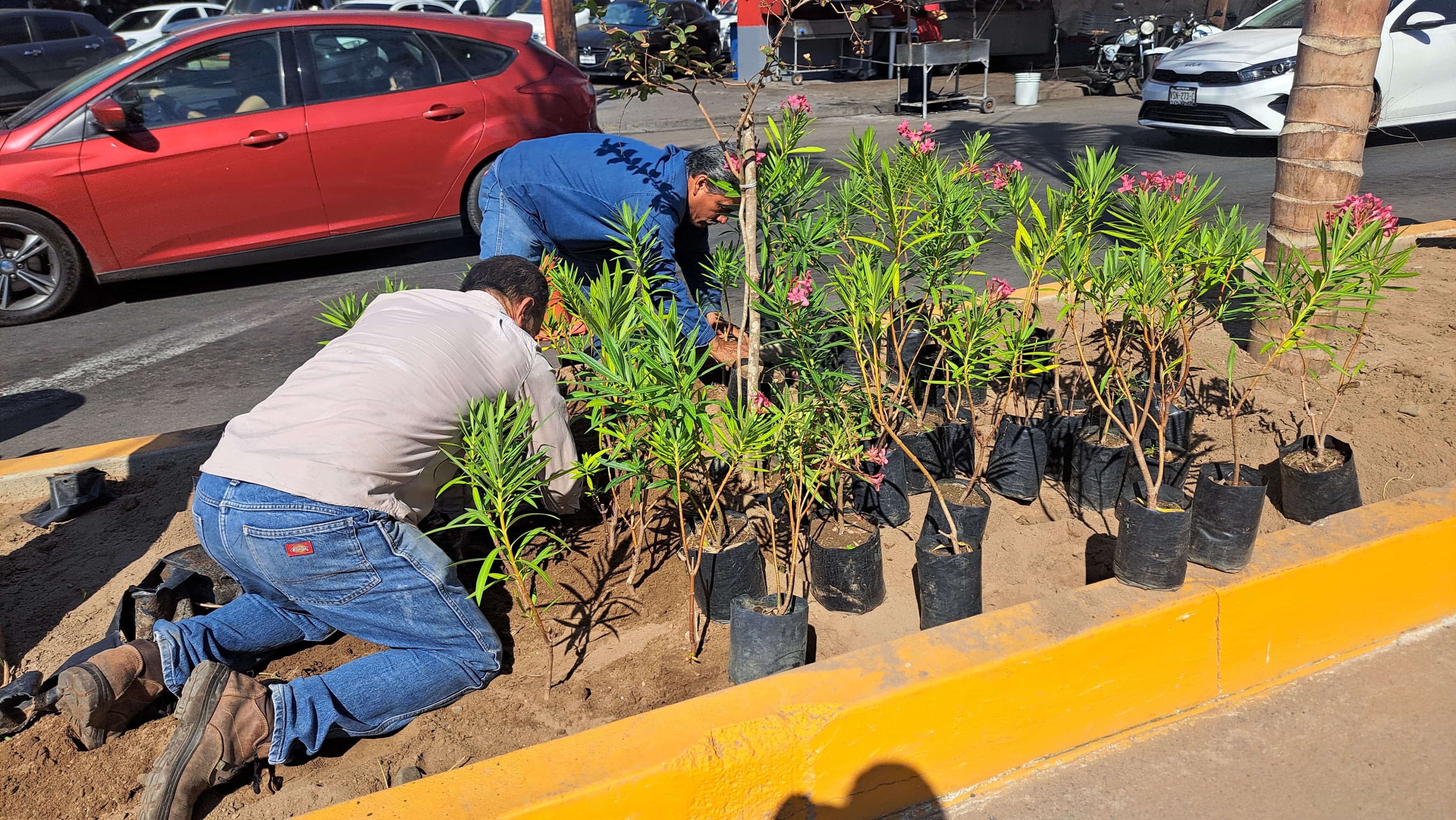 REFORESTACIÓN MAZATLÁN