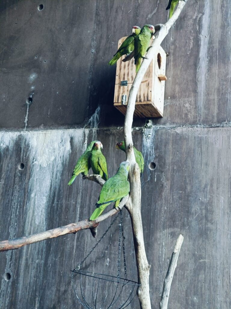 Aves protegidas.