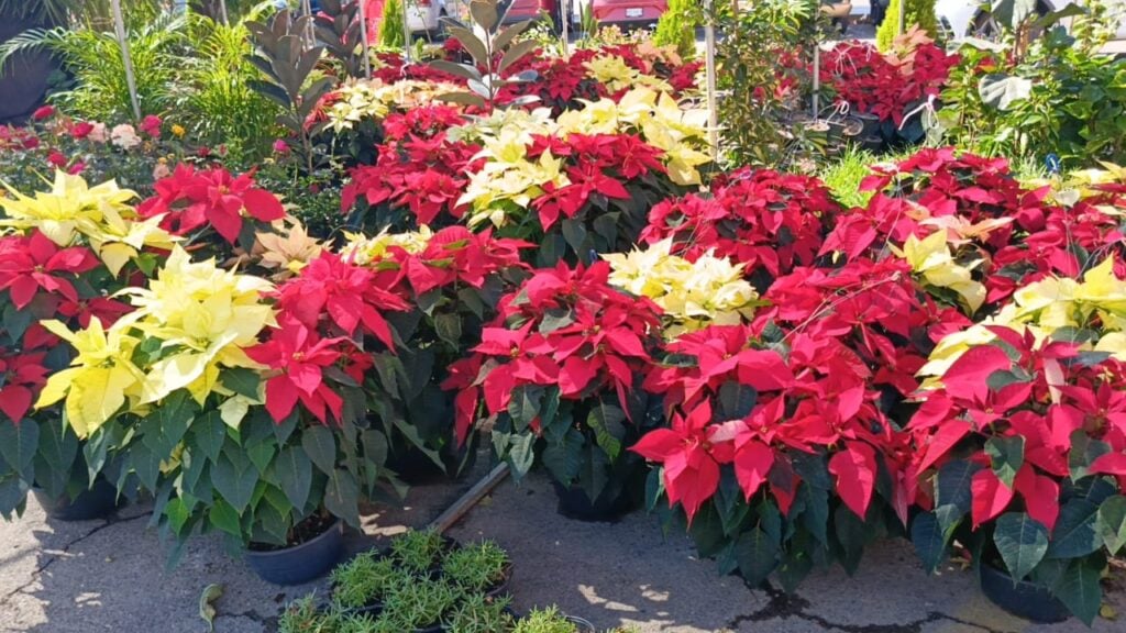 Flores de nochebuena amarilla y roja