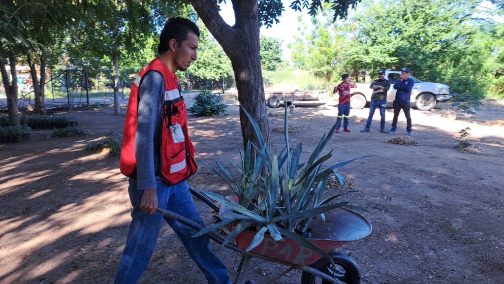 jornada de embolsado y producción de árboles