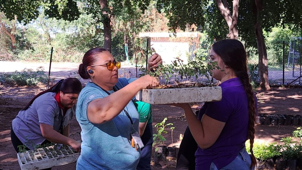 jornada de embolsado y producción de árboles