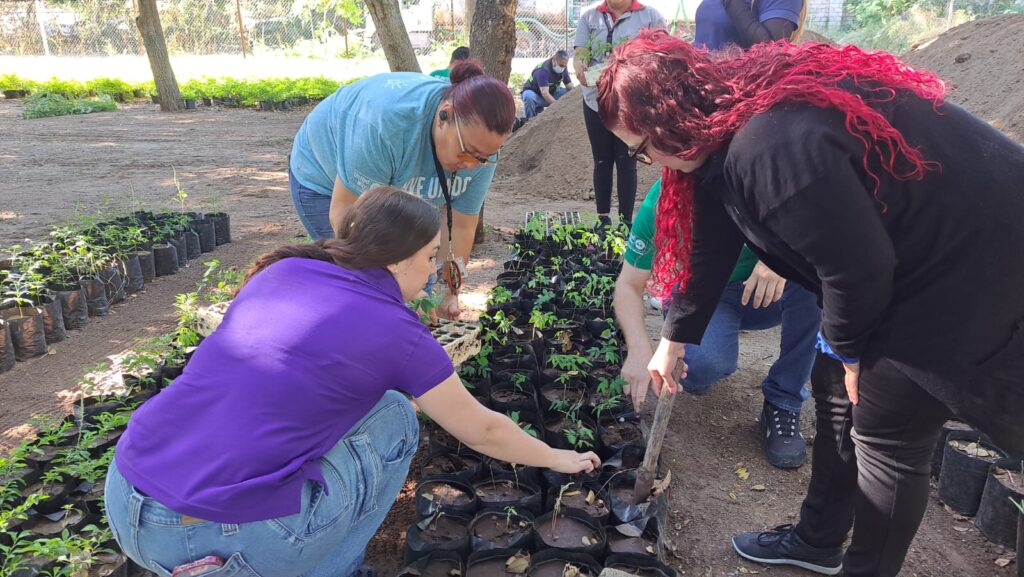 jornada de embolsado y producción de árboles