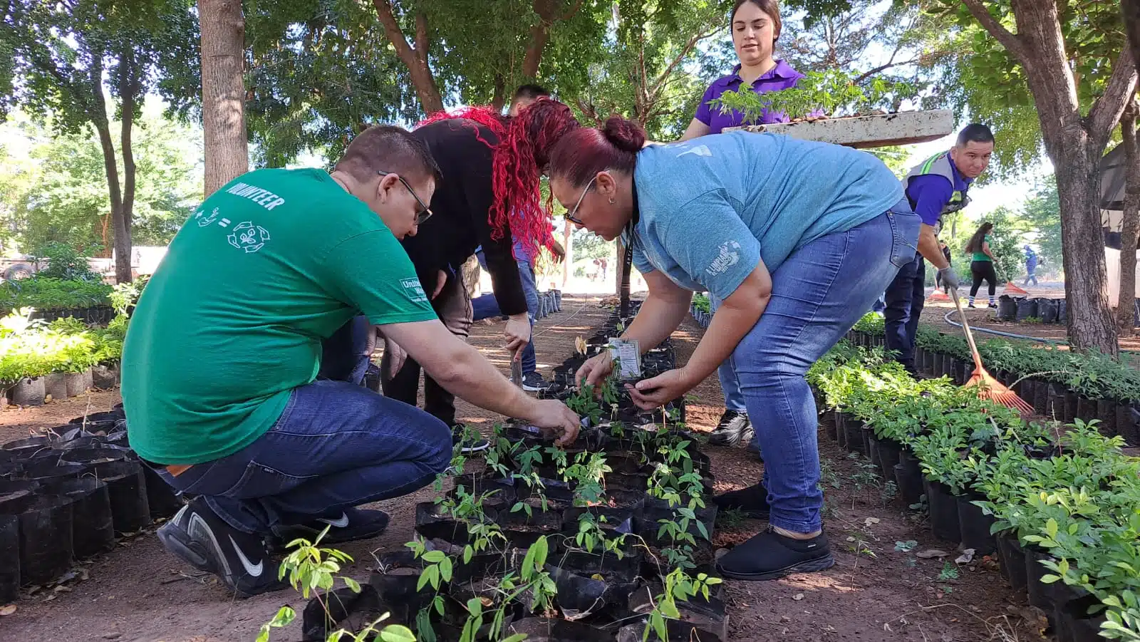 jornada de embolsado y producción de árboles